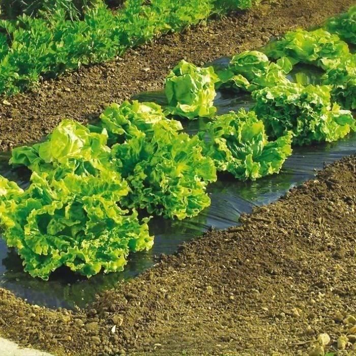 Film paillage - toutes cultures - 5x1.4 m