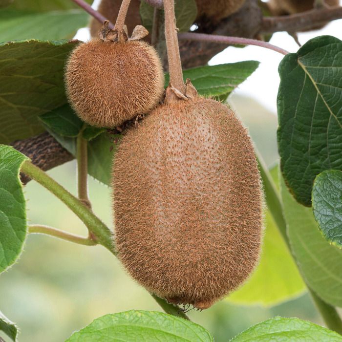 Kiwi Jenny Plante de kiwi Actinidia Plants de kiwi prêts pour le — free download