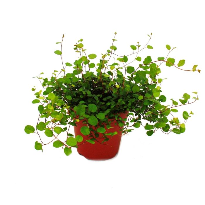 Cactus Euphorbe 100//120 cm plante naturelle avec pot de couleur inclus
