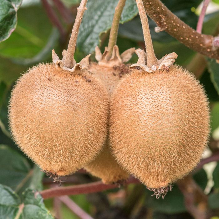 Kiwi Jenny Plante de kiwi Actinidia Plants de kiwi prêts pour le — free download