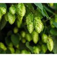100 Graines de Houblon Grimpant - Humulus lupulus - bière -semences paysannes-0