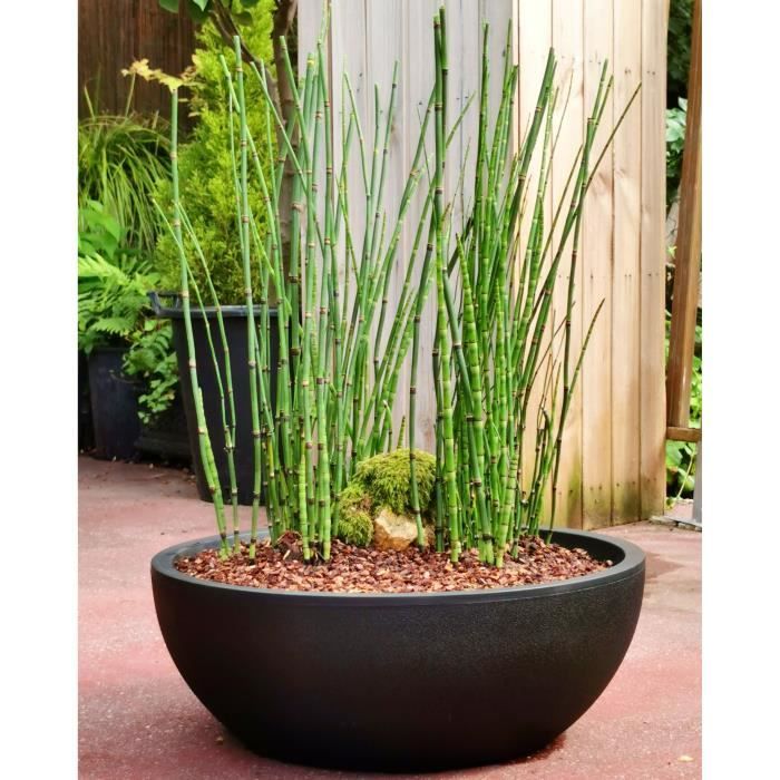 Coupe Pot De Fleur