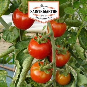 GRAINE - SEMENCE Tomate Gardener's Delight - 50 graines - La ferme 