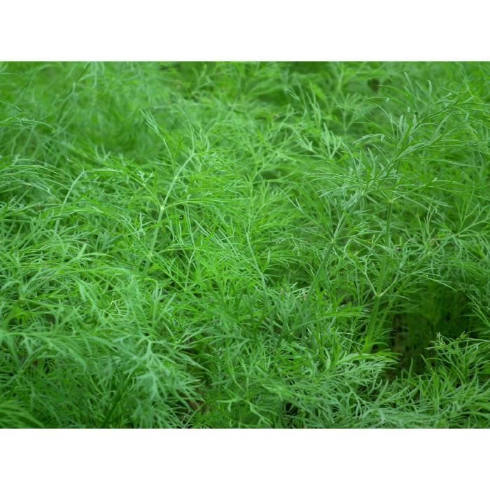 Lot de 250 Graines D'Aneth Tetra - Floraison Tardive - Fort Rendement - Plante Aromatique - Semences Reproductibles