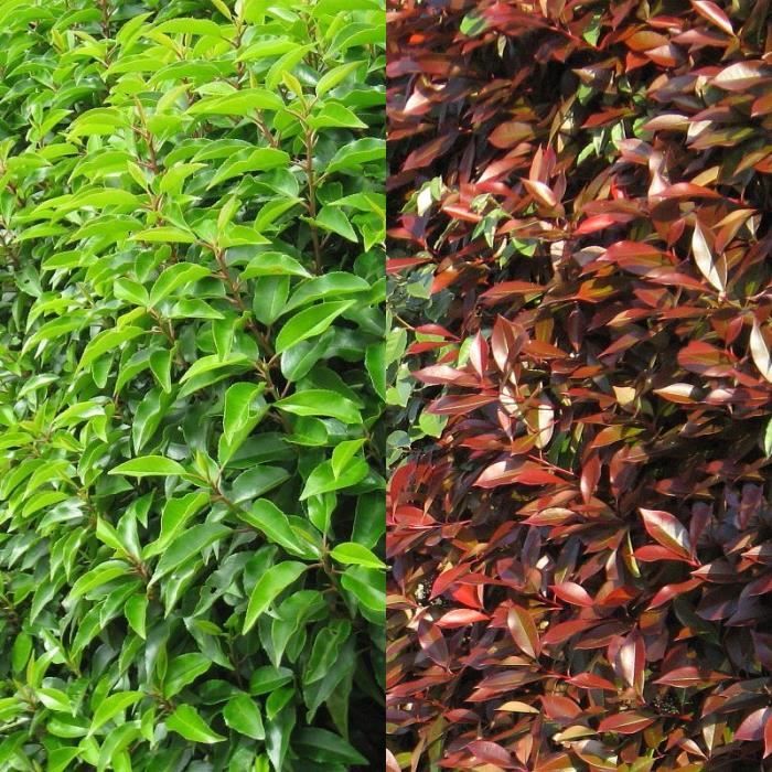 Garden Bloggers Blooms Day Photinia Red Robin