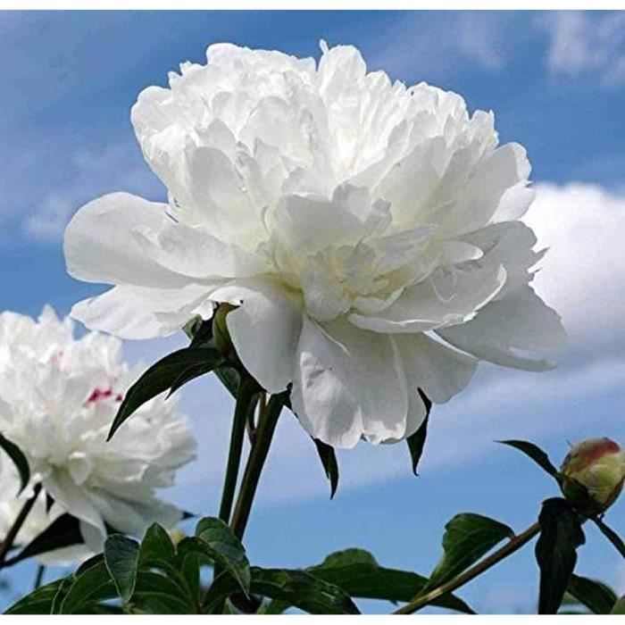 2 pièces Bulbes de pivoine blanche Arbuste parfumé fleurs pivoines Rhizome  pour la maison jardin vivaces décor Bouquet vacanc 58 - Cdiscount Maison