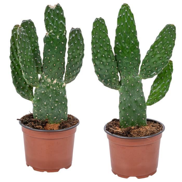 cactus pottery Saguaro & San Pedro Cactus Vase by Artisan Living