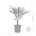 Trachycarpus Fortunei - Palmier chinois - Palmier - Rustique – D24 cm - H70-80 cm-1
