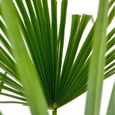 Trachycarpus Fortunei - Palmier chinois - Palmier - Rustique – D24 cm - H70-80 cm-2