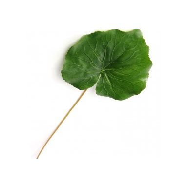 Feuille de galax verte