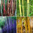 300 pièces-sac grainent de bambou tolérant à l'ombre rare Phyllostachys Pubescent semis de jardin.-0