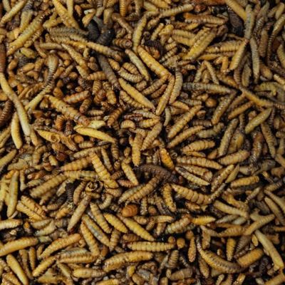 Mealworms 5 kg de vers de farine séchés pour oiseaux sauvages : :  Jardin