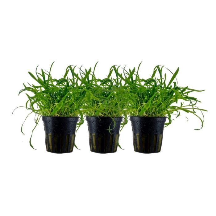 Meilleurs prix pour AquaOne Plantes daquarium - Pack de 3 plantes No.340