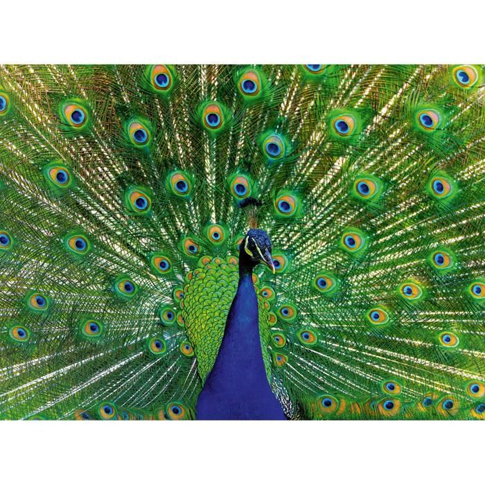 Puzzle - RAVENSBURGER - Paon - 500 pièces - 49x36 cm - Pour adultes à partir de 10 ans