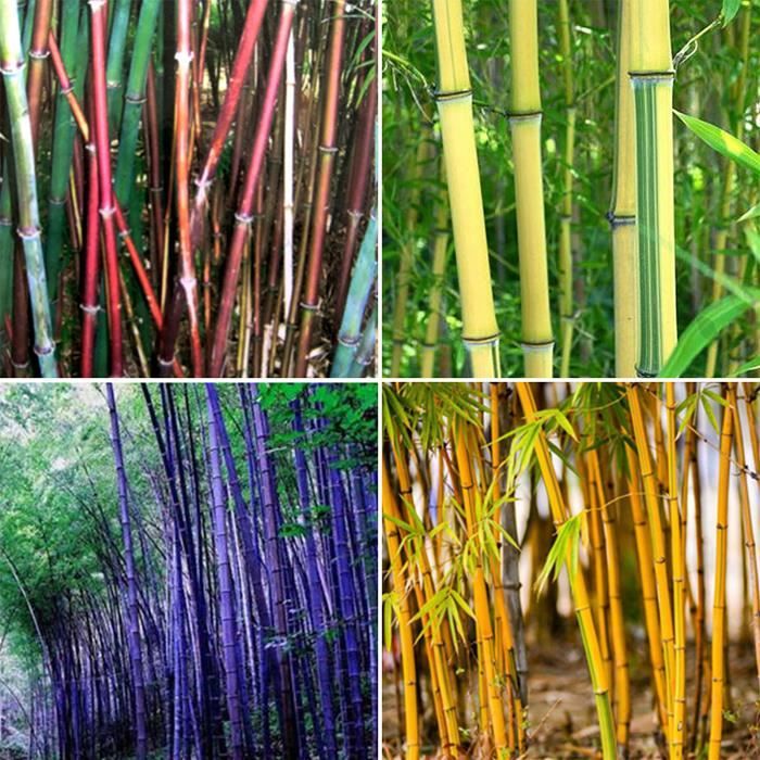 300 pièces-sac grainent de bambou tolérant à l'ombre rare Phyllostachys Pubescent semis de jardin.