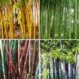 300 pièces-sac grainent de bambou tolérant à l'ombre rare Phyllostachys Pubescent semis de jardin.-1