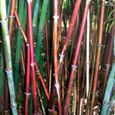 300 pièces-sac grainent de bambou tolérant à l'ombre rare Phyllostachys Pubescent semis de jardin.-2