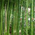 300 pièces-sac grainent de bambou tolérant à l'ombre rare Phyllostachys Pubescent semis de jardin.-3