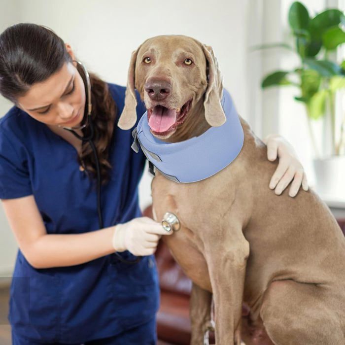Collier Cervical Pour Chien Ou Chat - Collier élisabéthain Réglable, Confortable, Protection Après Opération