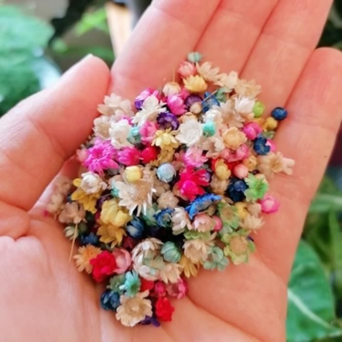 100 Branches De Petites Fleurs Séchées 'Étoiles Brésiliennes' Rose - Pour DIY, Décoration, Scrapbooking, Création De Bijoux