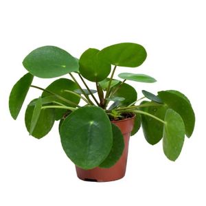 PLANTE POUSSÉE Usine de crêpes | Pilea 'Peperomioides' par pièce - Plante d'intérieur en pot de pépinière D12 cm - H10-15 cm