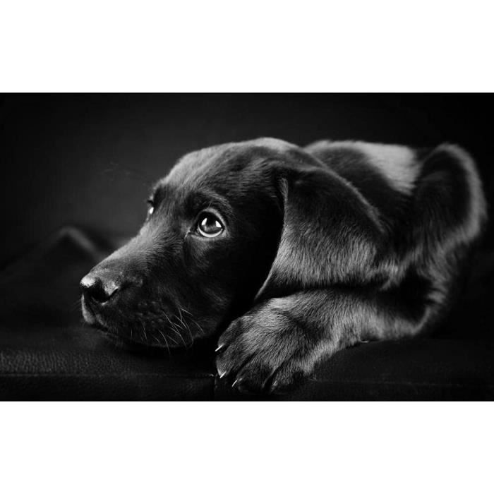 Peinture garçon Gt66015 Golden Retriever, peinture décorative par numéros, Anima