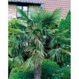 Palmier de jardin - WILLEMSE FRANCE - Nain rustique - Grandes feuilles palmées - Pot-0