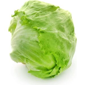 GRAINE - SEMENCE 150 Graines de Laitue Iceberg - salade potagère - 