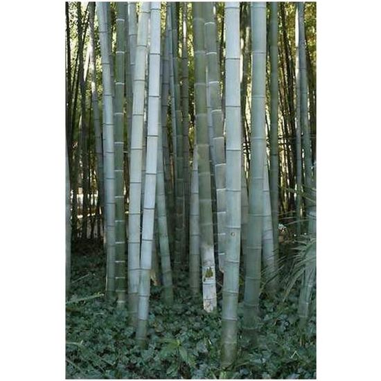 frühstücksset bambus Bambus Schneidebretter 6er Set – Robust, antibakteriell & pflegeleicht –  Blumtal main image 0