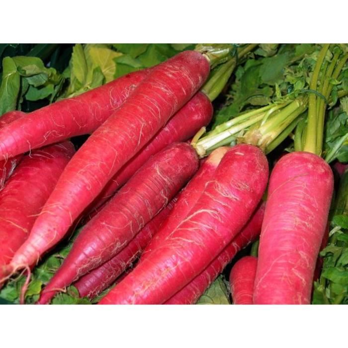 100 Graines de Radis oriental Rose - légumes jardins - méthode BIO