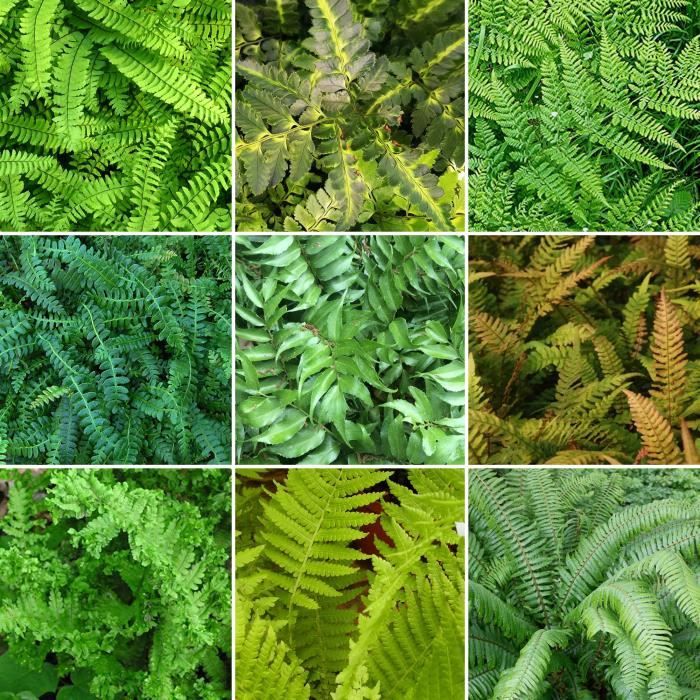 Collection mélange de 5 plantes fougères - Arbustes de jardin extérieur vivaces en pot