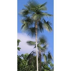Graines de coccothrinax argentea - Lot de 50 - Palmier pour bac et pot