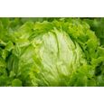 150 Graines de Laitue Iceberg - salade potagère - semences paysannes-1