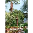 Palmier de jardin - WILLEMSE FRANCE - Nain rustique - Grandes feuilles palmées - Pot-1