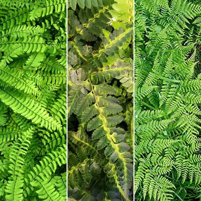 Variété De Fougères Exterieur