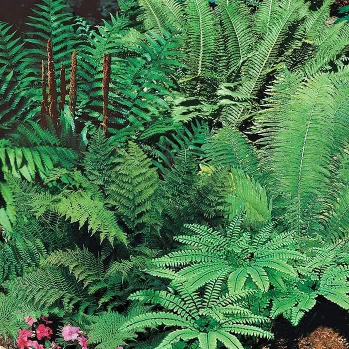 Variété De Fougères Exterieur