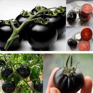 GRAINE - SEMENCE GRAINES: Rare Tomate cerise noire Heirloom russe légumes 30pcs parfait[15]
