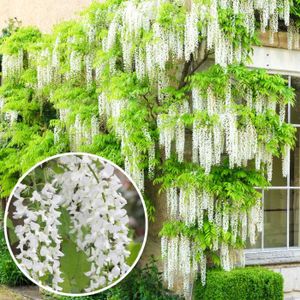 PLANTE POUSSÉE Wisteria Alba Glycine du Japon blanche  Arbuste grimpant à feuilles caduques et fleurs blanches