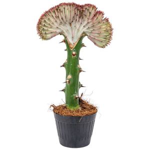 PLANTE POUSSÉE Cactus chaque - Euphorbia Lactea 'Cristata' - Plante d'intérieur en pot de pépinière D11 cm - H30 cm