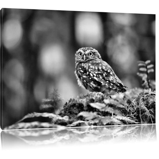 Monocrome Bebe Hibou Mignon Taille 100x70 Sur Toile Xxl Enormes Photos Completement Encadrees Avec Civiere Imprime Art Mural Cdiscount Maison