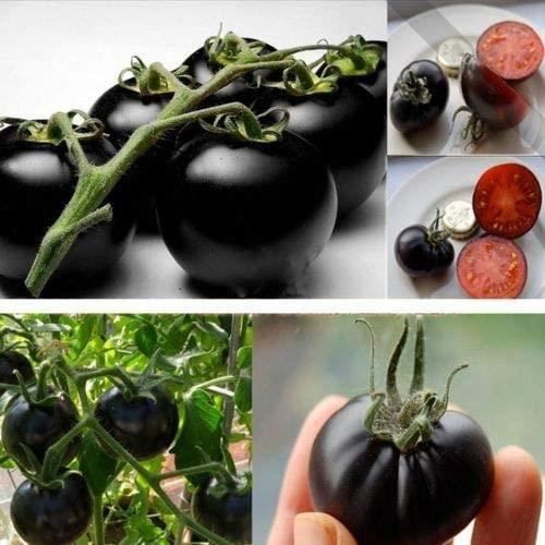 GRAINES: Rare Tomate cerise noire Heirloom russe légumes 30pcs parfait[15]