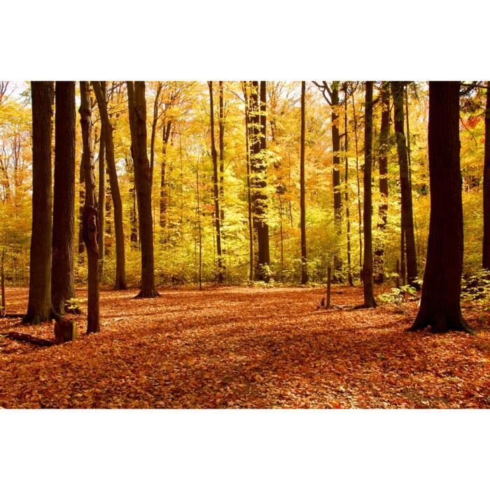 Scarica Gratis Images Papier Peint Photo Intisse 22427 Foret D Automne 500x280cm 10les dernière par