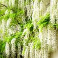 Wisteria Alba Glycine du Japon blanche  Arbuste grimpant à feuilles caduques et fleurs blanches-1