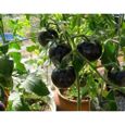 GRAINES: Rare Tomate cerise noire Heirloom russe légumes 30pcs parfait[15]-2