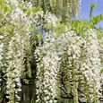 Wisteria Alba Glycine du Japon blanche  Arbuste grimpant à feuilles caduques et fleurs blanches-2