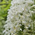 Wisteria Alba Glycine du Japon blanche  Arbuste grimpant à feuilles caduques et fleurs blanches-3