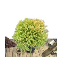 Plante poussée - Cèdre du Japon japonica Globosa Nana - Pot de 12L - 50/60 cm - Bellevue Distribution