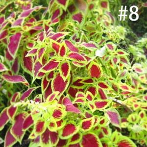 50Pcs Janpanse Graines Coleus Graines arc-en-dragon Feuillage Graines Outdoor Fleurissant Semences pour jardin Semences Ing 1