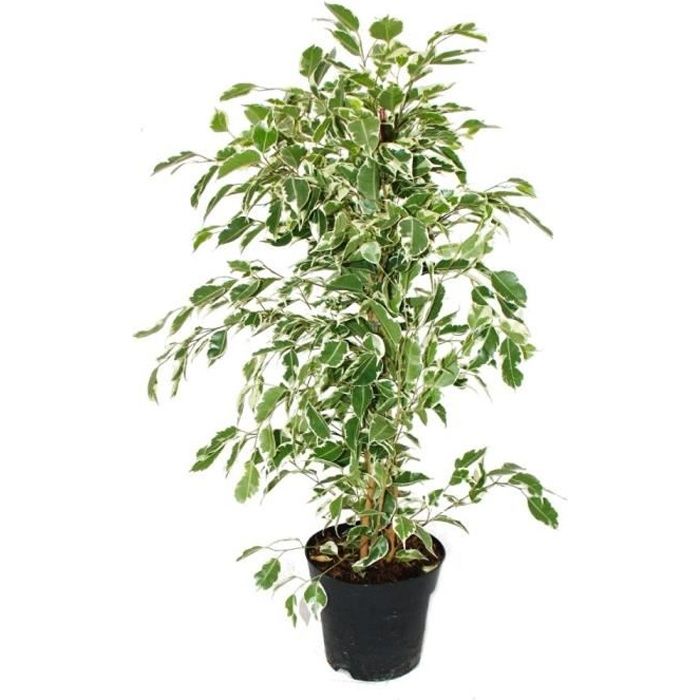 Exotenherz - Ficus benjamini Twighlight en pot de 17cm