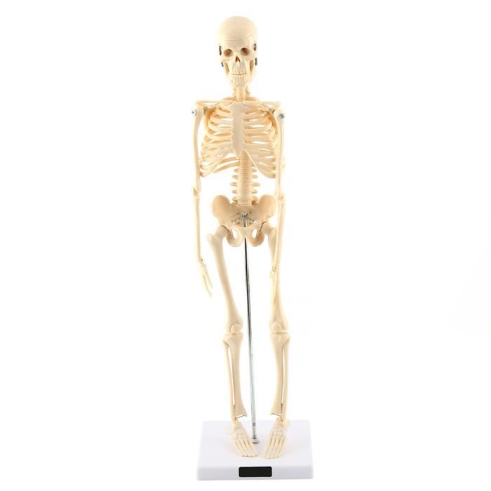 Sonew Modèle de squelette 1 pc modèle anatomique de squelette